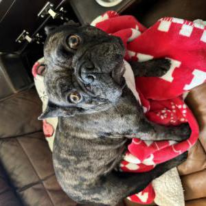 Found Dog Unknown