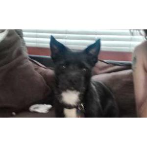 Lost Dog max