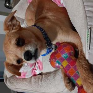 Lost Dog Sandy