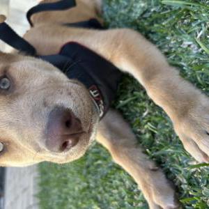 Found Dog Unsure