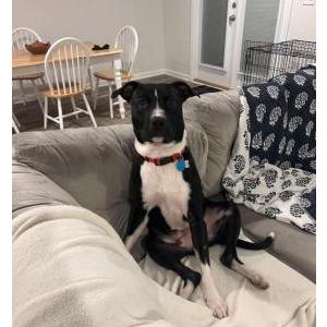 Image of Louie, Lost Dog