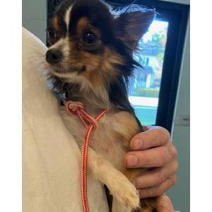 Found Dog Found Chihuahua