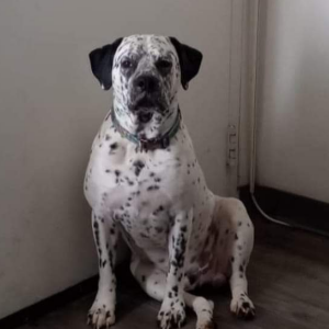 Lost Dog Boone