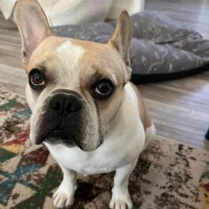 Lost Dog Thor