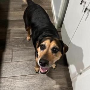 Lost Dog Olive