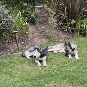 Found Dog UNKNOWNS
