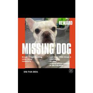 Lost Dog Aria
