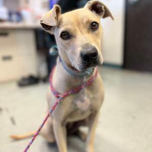 Lost Dog Kleo