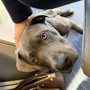 Found Dog unknown