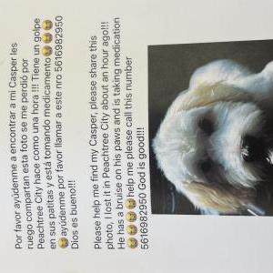 Lost Dog Casper