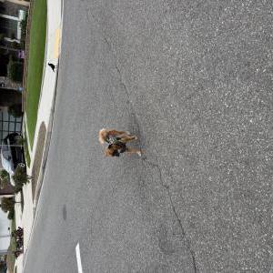 Found Dog Unknown