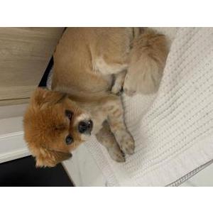 Lost Dog Milo