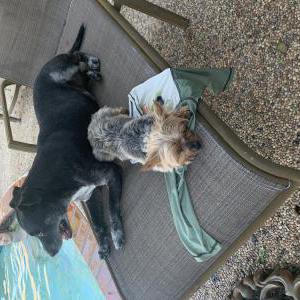 Lost Dog Anni