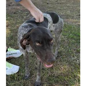Found Dog Unknown