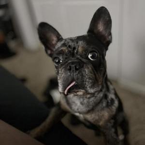 Lost Dog Titos