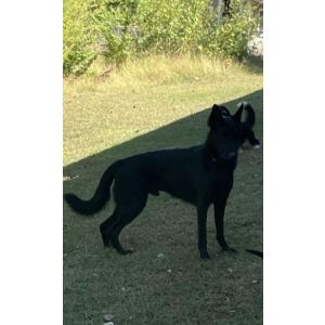 Lost Dog Bruno