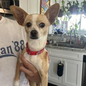 Found Dog Unknown