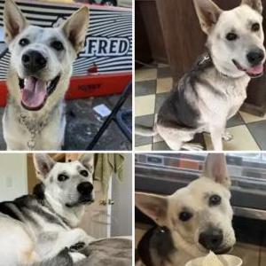 Lost Dog Freddy