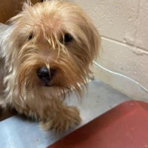 Lost Dog Teddy