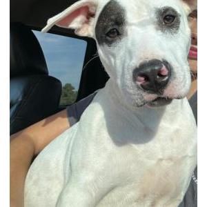 Lost Dog ROCCO