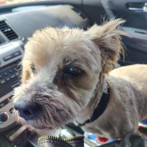 Lost Dog Cinnamon
