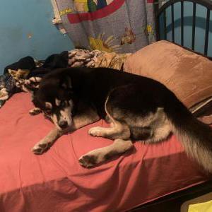 Lost Dog Max