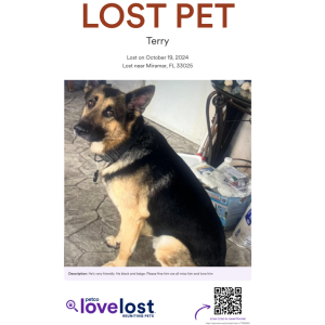Lost Dog Terry