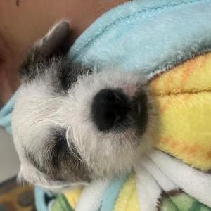 Found Dog Unknown