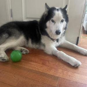 Lost Dog Casper