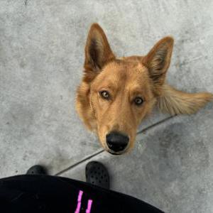 Found Dog Unknown