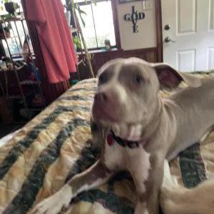 Image of Mary, Lost Dog