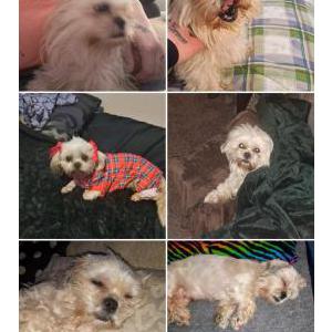 Lost Dog Fancy