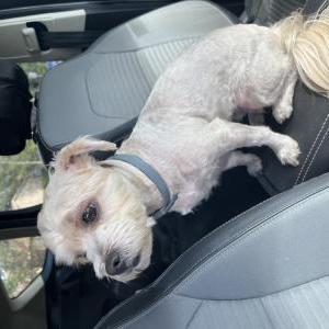 Found Dog Unknown