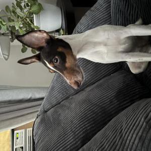 Lost Dog Sophia
