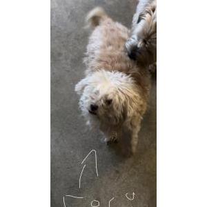 Lost Dog Fifi