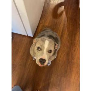 Lost Dog Luna