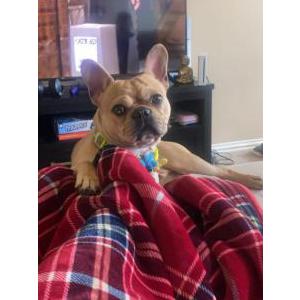 Lost Dog Biggie