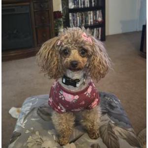 Lost Dog Darby