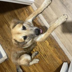 Lost Dog Scooby doo