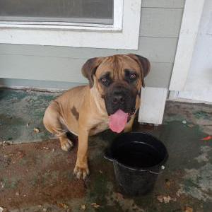 Found Dog Unknown