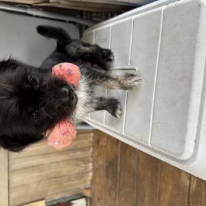 Image of Rocky, Lost Dog