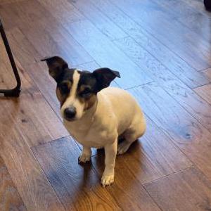 Lost Dog Cooper