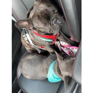 Lost Dog Cash