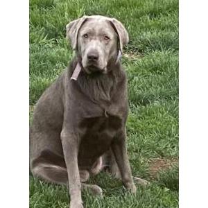 Lost Dog Luna