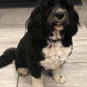 Lost Dog Steve