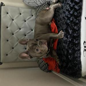 Lost Dog Bando