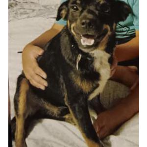Lost Dog Pantera