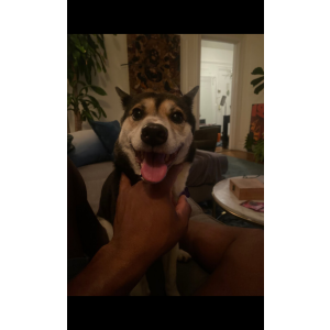 Lost Dog Bella