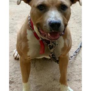 Lost Dog Muffin