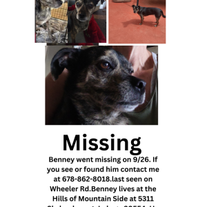 Lost Dog Benney